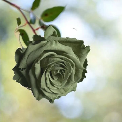 Army Green Rosa plant