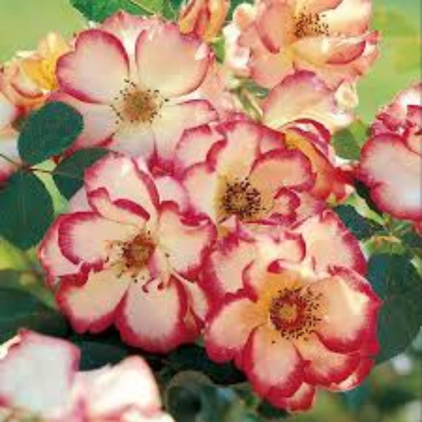 Betty Boop Rosa plant