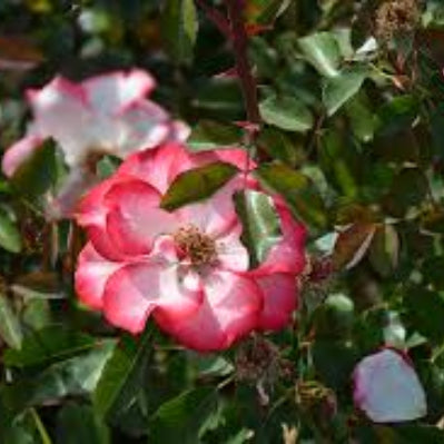 Betty Boop Rosa plant