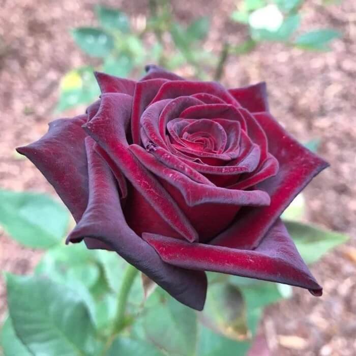 Black Maroon Rosa plant