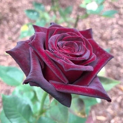 Black Maroon Rosa plant