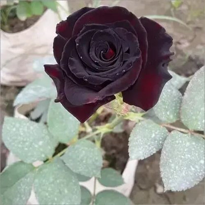 Red Climbing Rosa plant