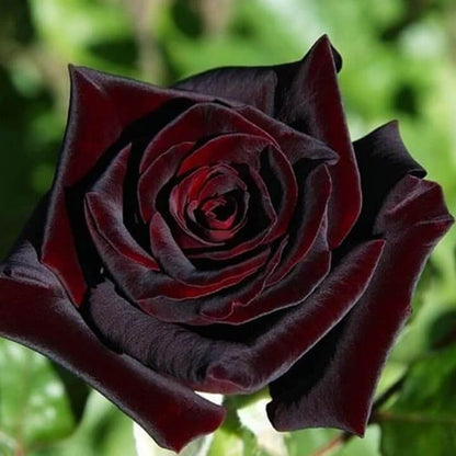 Red Climbing Rosa plant