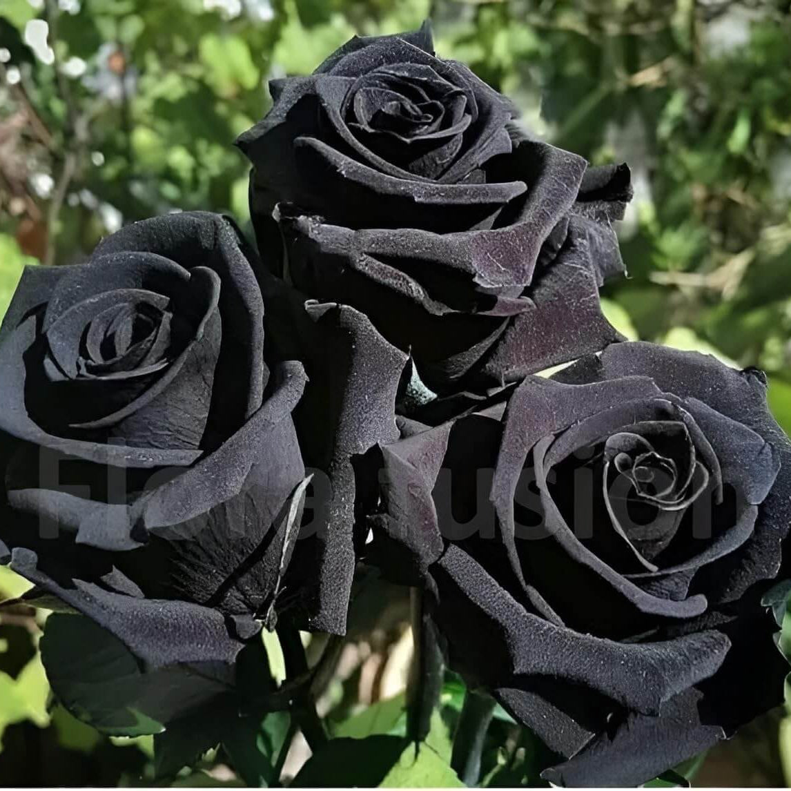 Black Rose Rosa plant