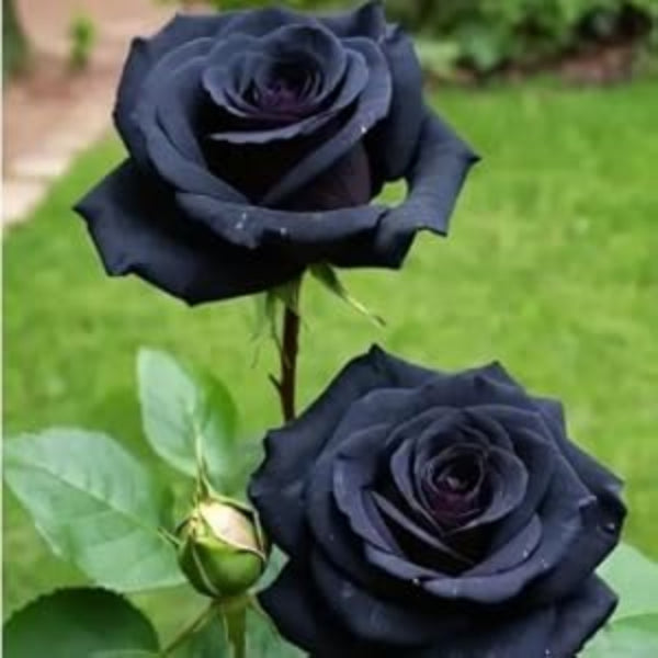 Black Rose Rosa plant