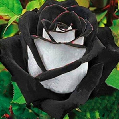 & White Rosa plant