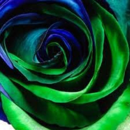 & Green Rosa plant