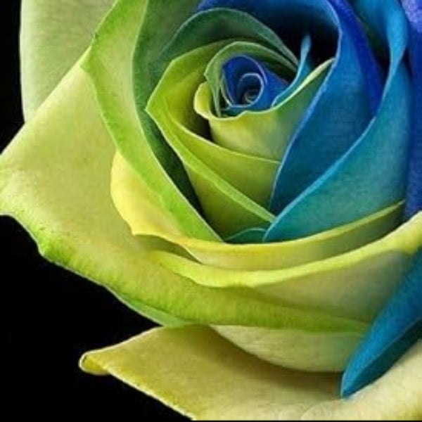 & Green Rosa plant