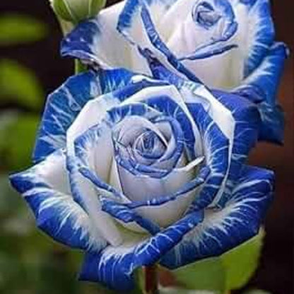& White Rosa plant