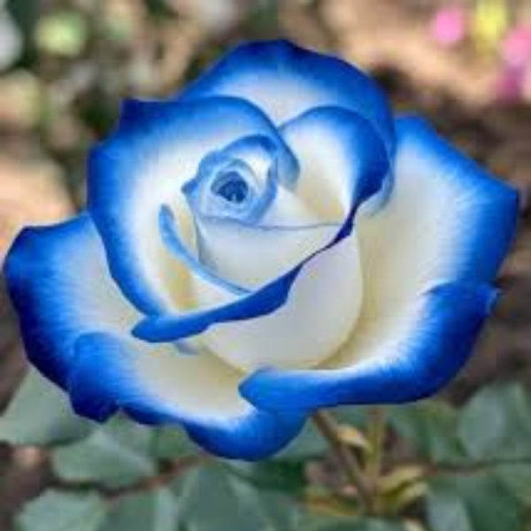 & White Rosa plant