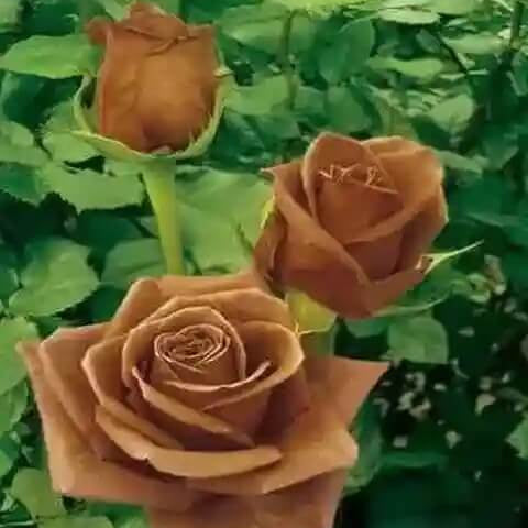 Brown Rosa plant