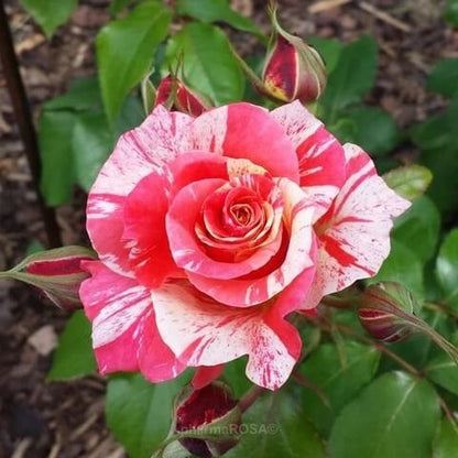 Candy Stripe Rosa plant