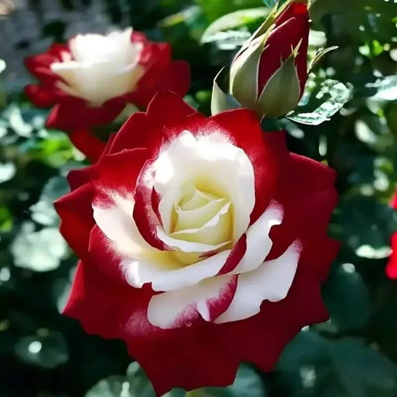 Cream Maroon Rosa plant