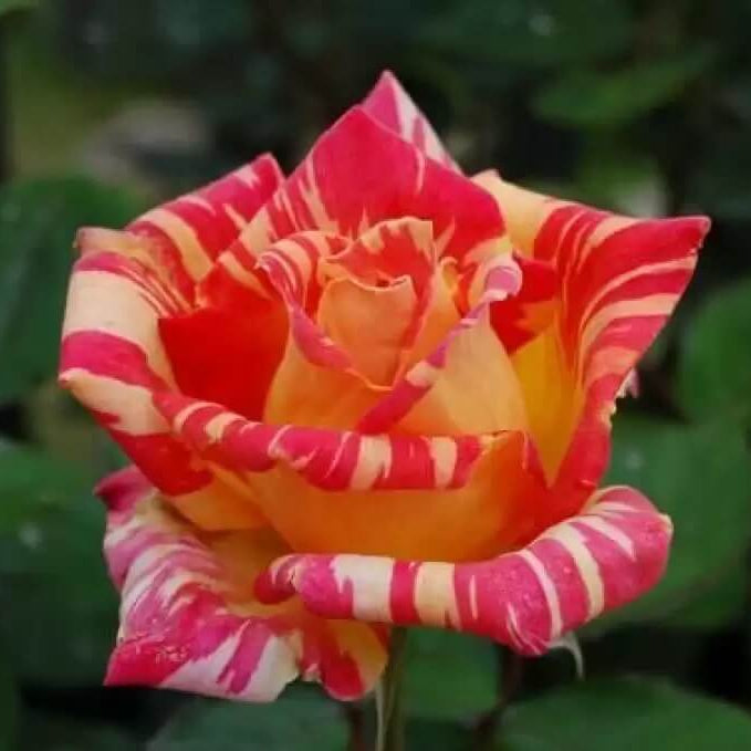 Red Spirit Rosa plant
