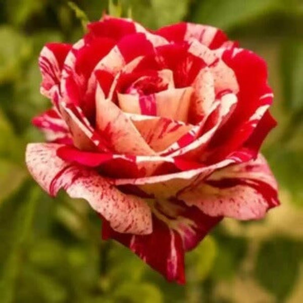 Red Spirit Rosa plant