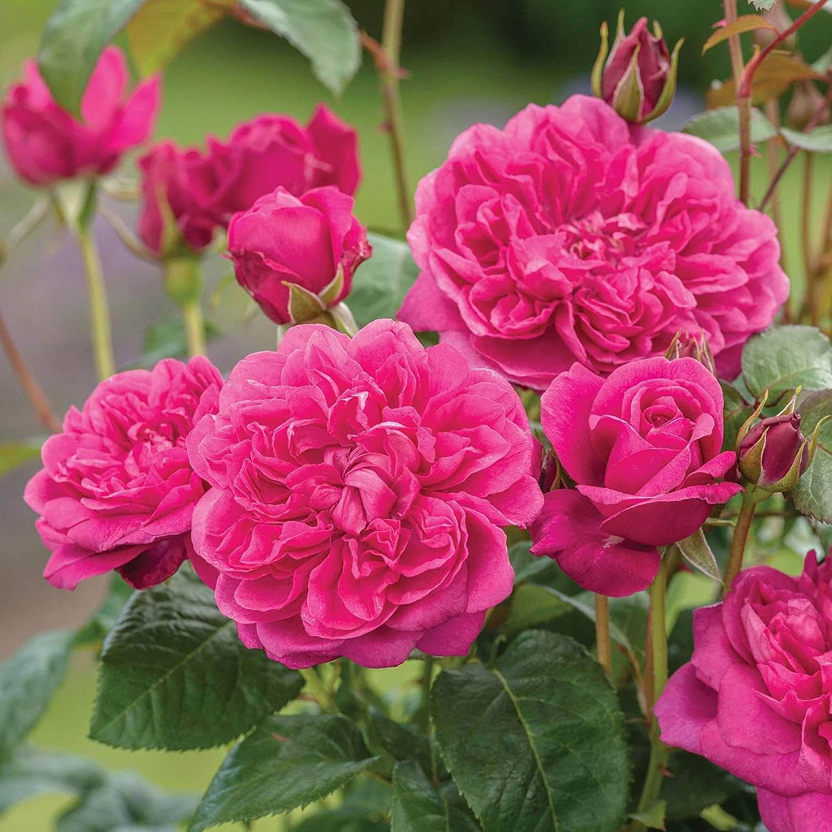 Pink Climbing Rosa plant