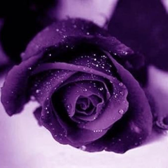Deep Purple Rosa plant