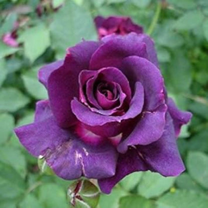 Deep Purple Rosa plant