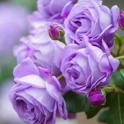Fresh Violet Rosa plant