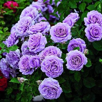 Fresh Violet Rosa plant