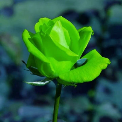 Green Rosa plant
