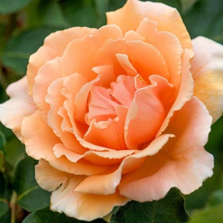 Hybrid Tea Rosa plant