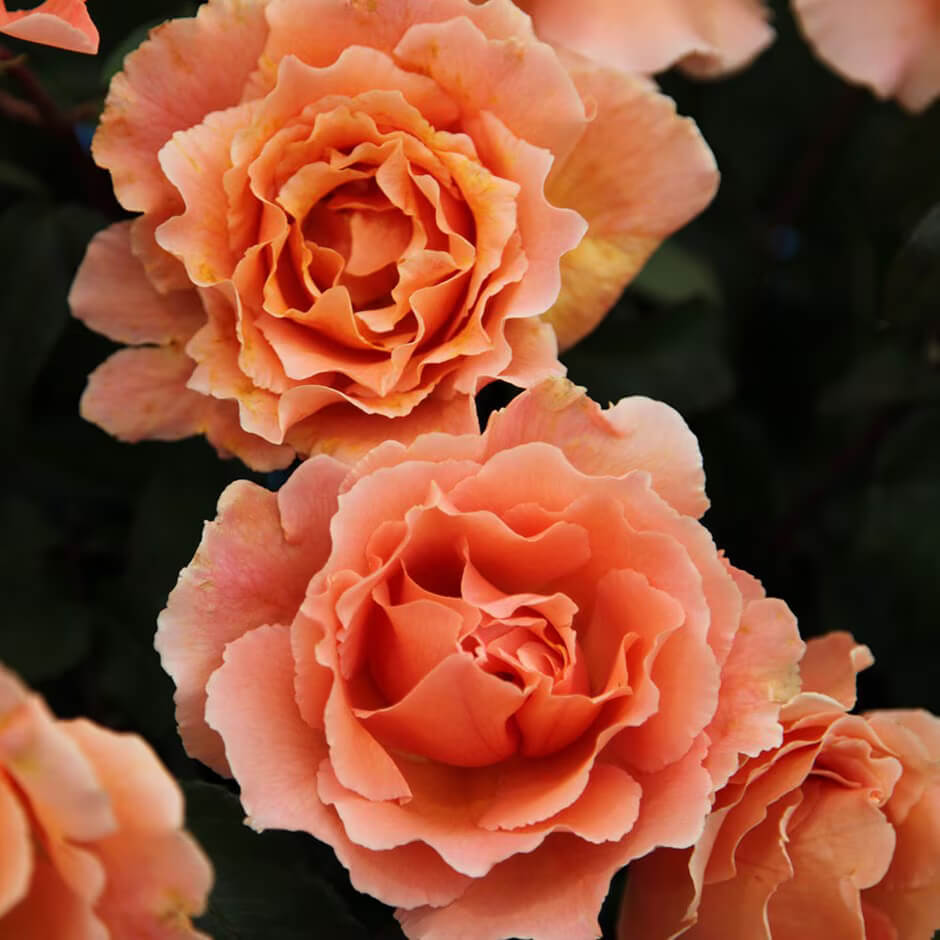 Hybrid Tea Rosa plant