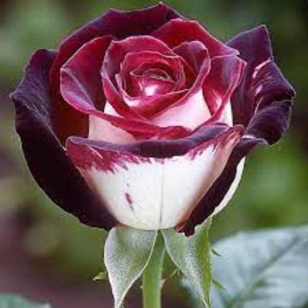 & White Rosa plant