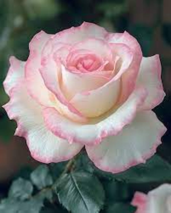 Pink Osiria Rosa plant