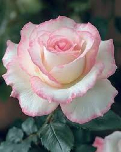 Pink Osiria Rosa plant