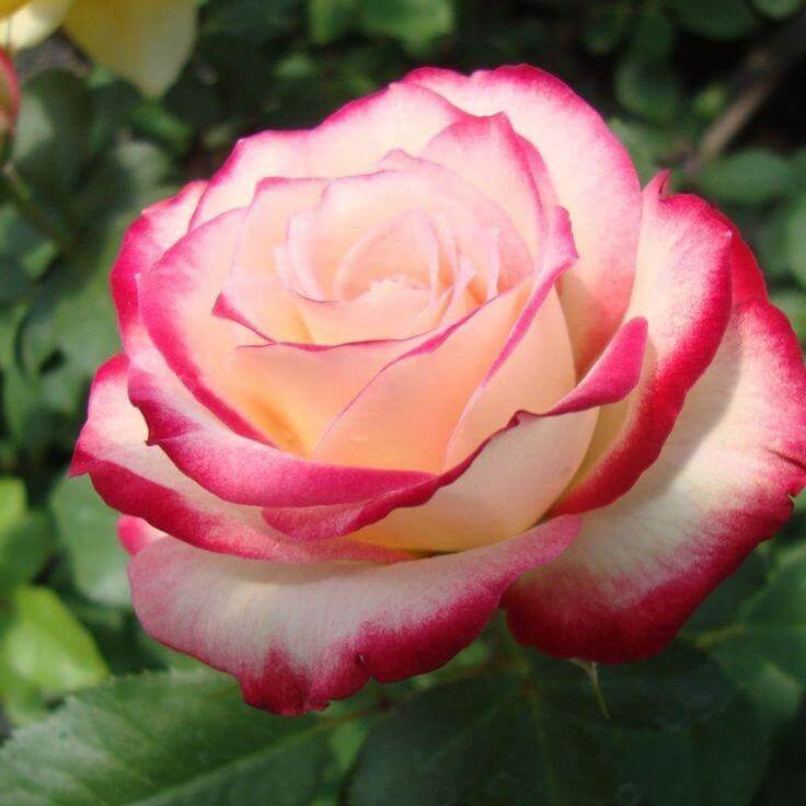 Pink Osiria Rosa plant