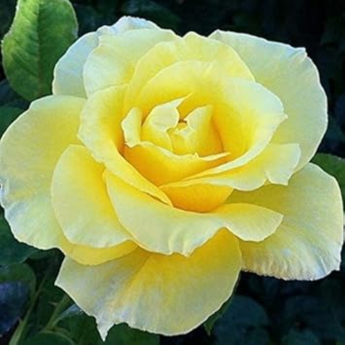 Pale Yellow Rosa plant