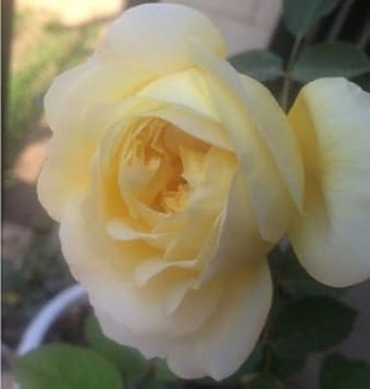 Pale Yellow Rosa plant