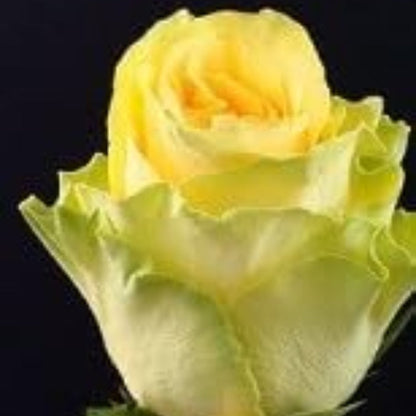 Pale Yellow Rosa plant