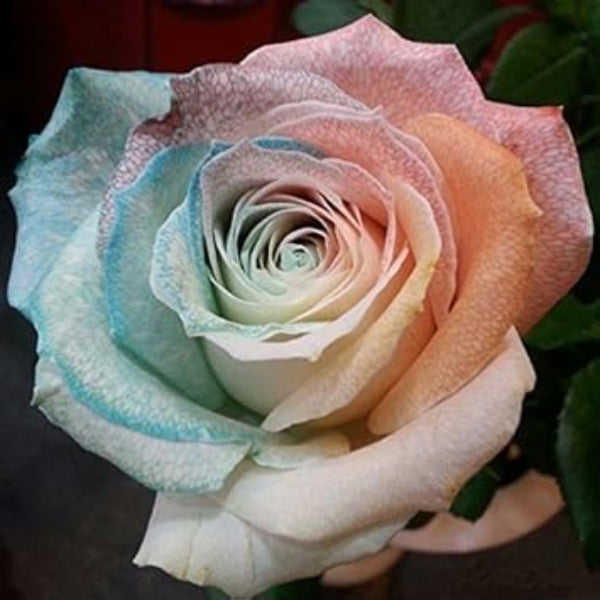 & Pink Rosa plant