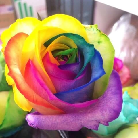 Rainbow Rose Rosa plant