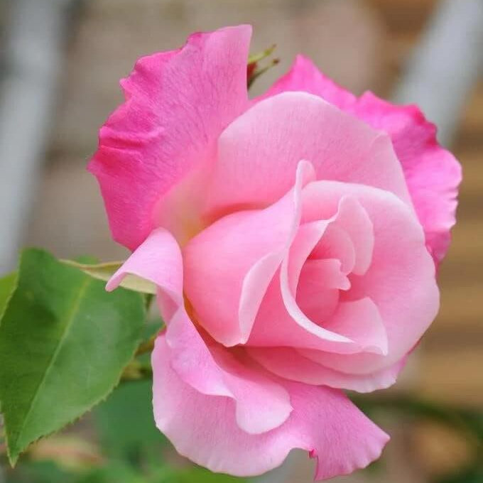 Pink Dragon Rosa plant