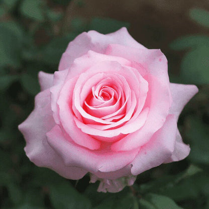 Pink Dragon Rosa plant