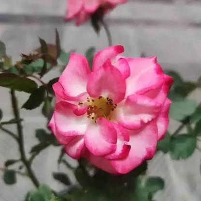 Betty Boop Rosa plant