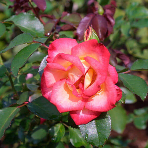 Betty Boop Rosa plant