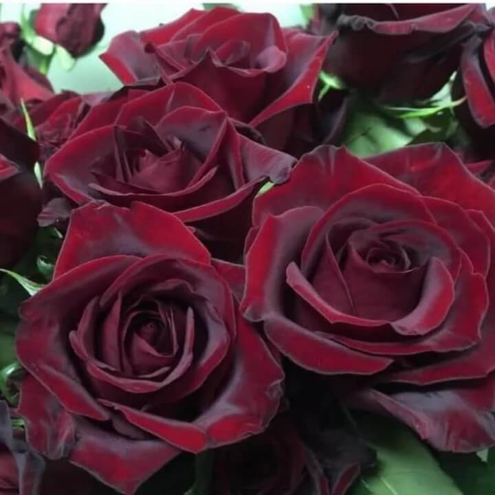 Black Maroon Rosa plant