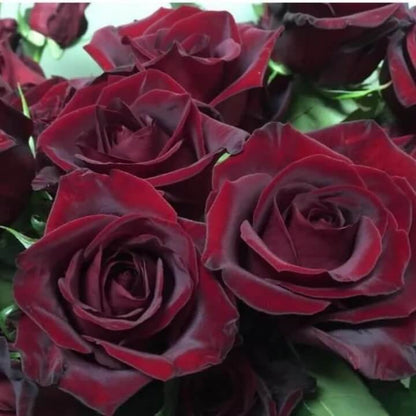 Black Maroon Rosa plant
