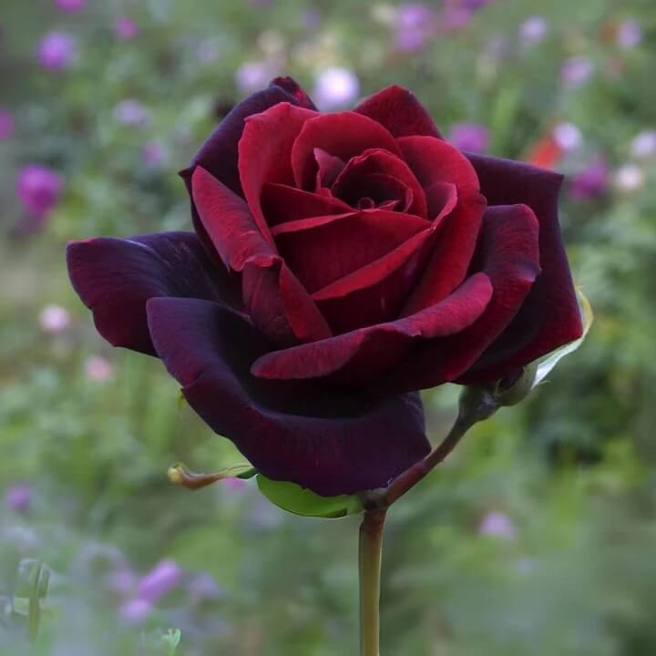 Black Maroon Rosa plant