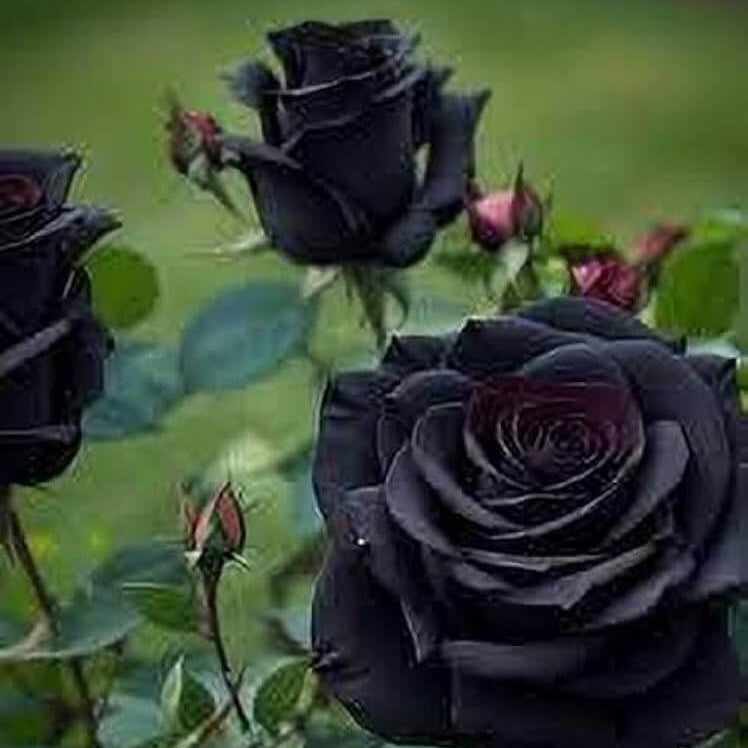 Black Rose Rosa plant