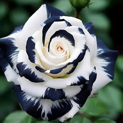 & White Rosa plant