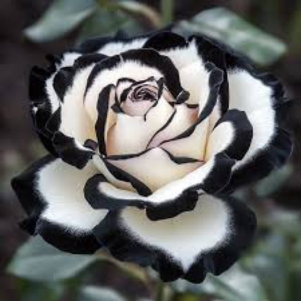 & White Rosa plant
