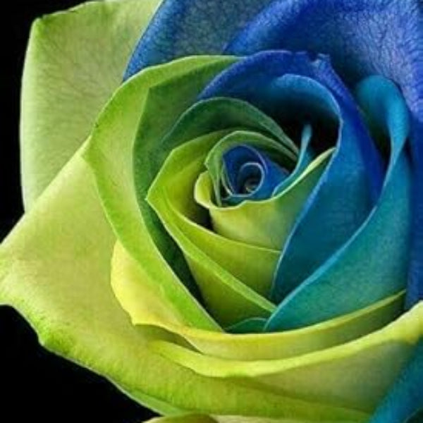 & Green Rosa plant