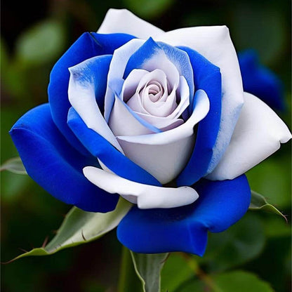 & White Rosa plant