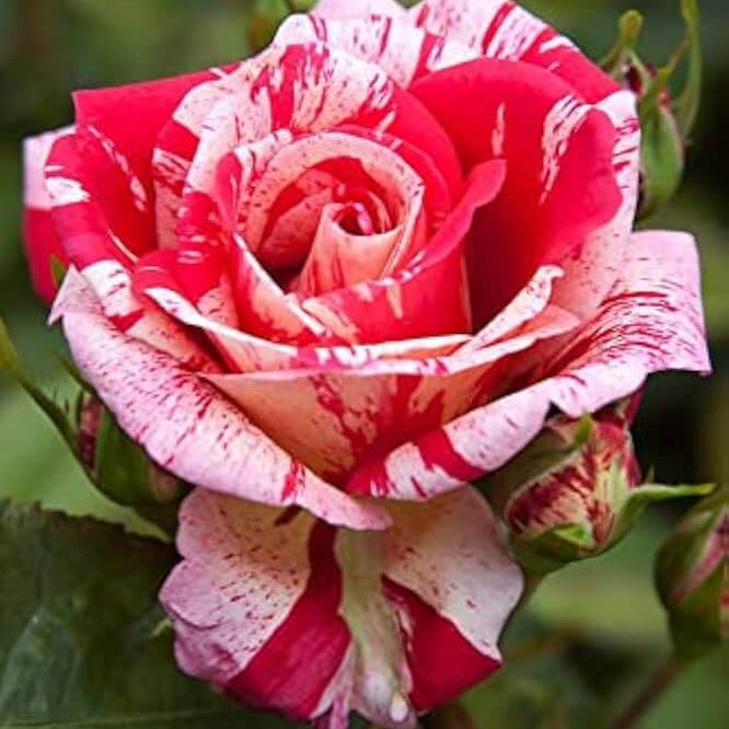 Candy Stripe Rosa plant