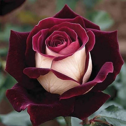 Cream Maroon Rosa plant